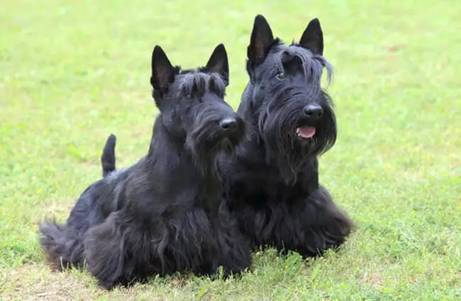 Two Scottish Terrier dogs in the yard.Photo by: (c) CaptureLight www.fotosearch.com