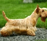 The Scottie Dog Is Known For Its Distinctive Profile And Terrier Personality. Photo By: (C) Pavelshlykov Www.fotosearch.com