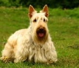Portrait Of A Scottish Terrier. Photo By: (C) Pavelshlykov Www.fotosearch.com