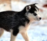 Siberian Husky Puppy.