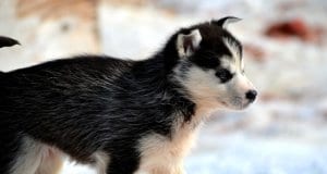 Siberian Husky puppy.