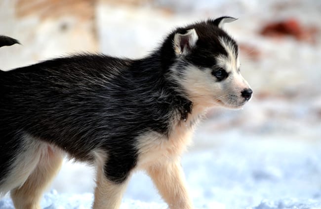 Picks Best Dog Food For Huskies Animals Network