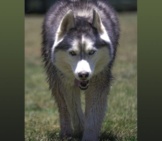 Notice How This Siberian Husky Resembles The Wolf.