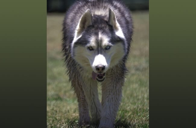 Notice how this Siberian Husky resembles the wolf.