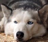 Closeup Of A Blue-Eyed Siberian Husky.