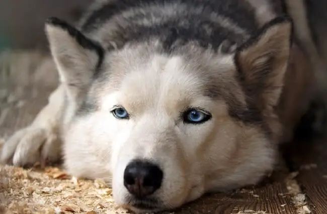 Closeup of a blue-eyed Siberian Husky.