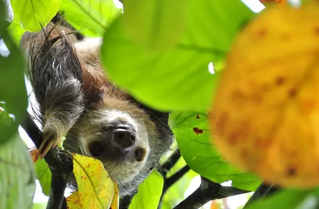 Sloth peeking through the leaves.