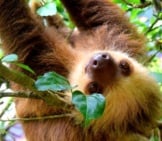 Closeup Of A Sloth In A Tree.