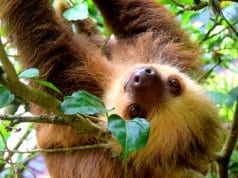 Closeup of a sloth in a tree.
