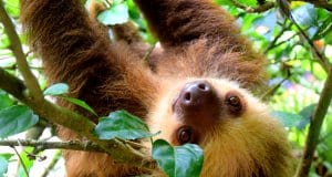 Closeup of a sloth in a tree.