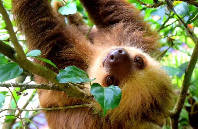 Sloth - Description, Habitat, Image, Diet, and Interesting Facts