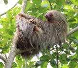 The Long Fur Of The Sloth Grows &Quot;Up&Quot; From Feet To Back.