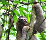 Sloth Climbing In A Tree.