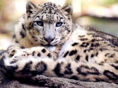 Stunning portrait of a snow leopard.