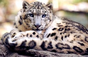 Stunning portrait of a snow leopard.