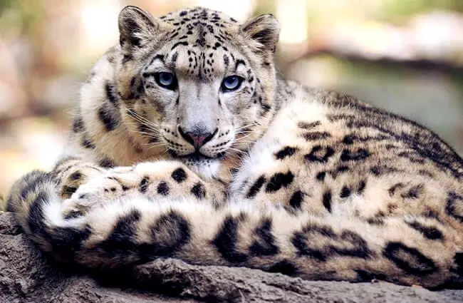 snow leopard eating