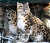 A Pair Of Snow Leopards.