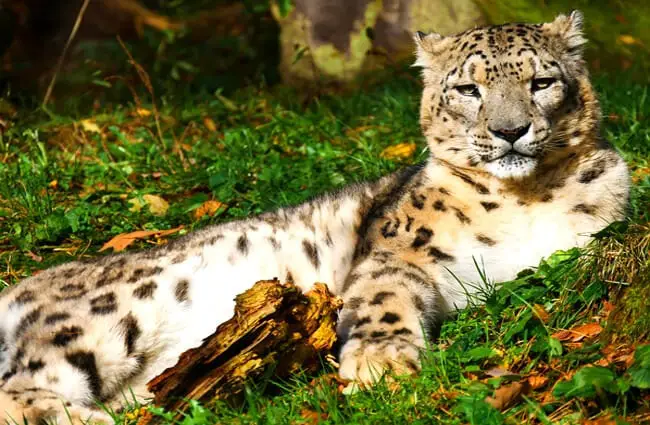 Snow leopard napping on the summer grass.