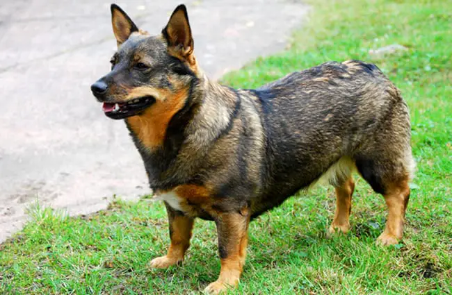 Proud Swedish Vallhund. Photo by: ksilvennoinen © https://creativecommons.org/licenses/by-nc/2.0/