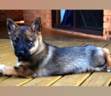 Swedish Vallhund Puppy. Photo By: Shaun Versey © Https://Creativecommons.org/Licenses/By-Sa/2.0/