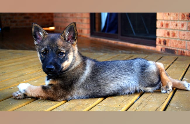 Swedish Vallhund puppy. Photo by: Shaun Versey © https://creativecommons.org/licenses/by-sa/2.0/