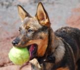 Swedish Vallhund Playing Fetchphoto By: Ksilvennoinen ©Https://Creativecommons.org/Licenses/By-Sa/2.0/