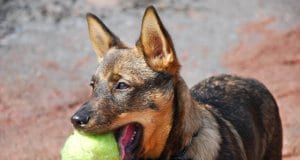 Swedish Vallhund playing fetchPhoto by: ksilvennoinen ©https://creativecommons.org/licenses/by-sa/2.0/