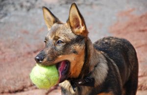 Swedish Vallhund playing fetchPhoto by: ksilvennoinen ©https://creativecommons.org/licenses/by-sa/2.0/