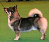 Swedish Vallhund In The Show Ring. Photo By: Joanne Stockbridge © Https://Creativecommons.org/Licenses/By-Sa/2.0/
