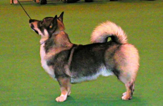 Swedish Vallhund in the show ring. Photo by: Joanne Stockbridge © https://creativecommons.org/licenses/by-sa/2.0/