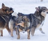 A Group Of Swedish Vallhunds Playing In The Snow. Photo By: Miia Kierikki-Malinen © Https://Creativecommons.org/Licenses/By-Sa/2.0/