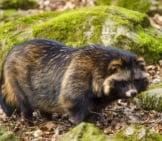 Racoon Dog (Tanuki) Walking Through The Forest. Photo By: (C) Arrxxx Www.fotosearch.com
