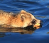 Swimming Tanuki, Photographed In Japan. Photo By: (C) Feathercollector Www.fotosearch.com