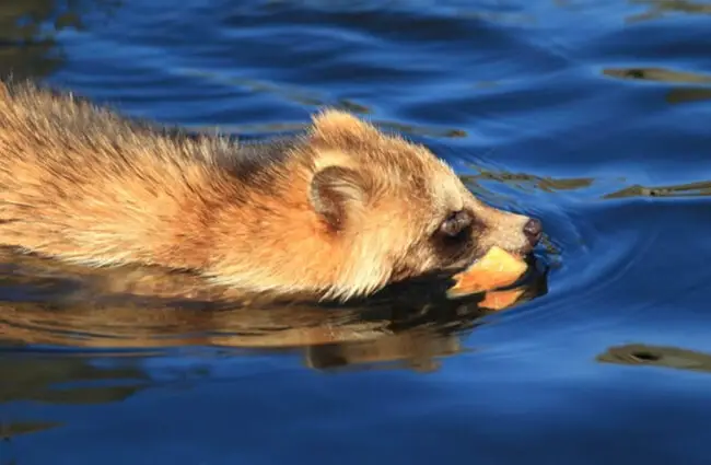 Swimming Tanuki, photographed in Japan. Photo by: (c) feathercollector www.fotosearch.com