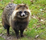 Notice How This Tanuki Looks Very Much Like A Dog.photo By: (C) Prill Www.fotosearch.com