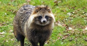 Notice how this Tanuki looks very much like a dog.Photo by: (c) prill www.fotosearch.com
