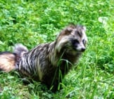 Beautiful Long-Haired Tanuki (Raccoon Dog).