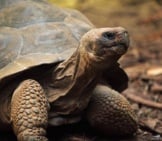 Closeup Of A Tortoise.