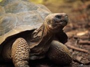 Closeup of a tortoise.