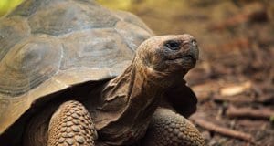 Closeup of a tortoise.