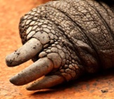 Large Claws Of A Tortoise.