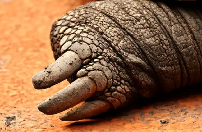 Large claws of a tortoise.