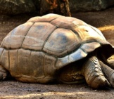 Giant Tortoise.