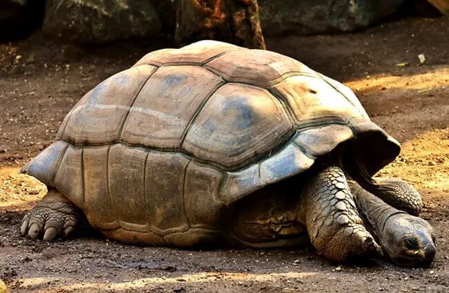 Tortoise - Description, Habitat, Image, Diet, and Interesting Facts
