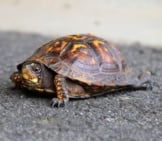 Small Tortoise In The Roadway.