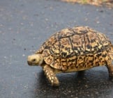 Tortoise Crossing The Road In South Africa.