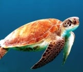Beautiful Colors Of A Sea Turtle.
