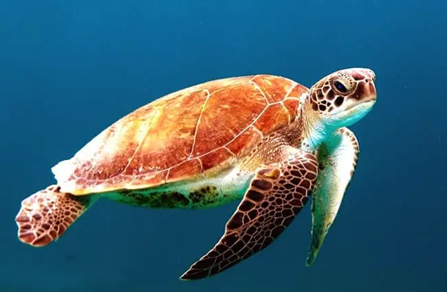 Beautiful colors of a sea turtle.