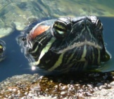 Turtle Poking His Head Out Of The Water.