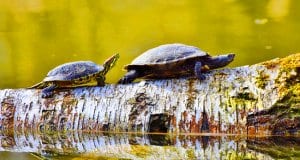 Two turtles on a log.